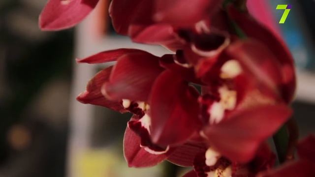 Сильный пол. Ольга Румилиотис