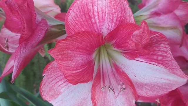 FLORACIÓN DE HIPPEASTRUM (Amaryllis) 6 COLORES EXÓTICOS NUEVOS смотреть онлайн