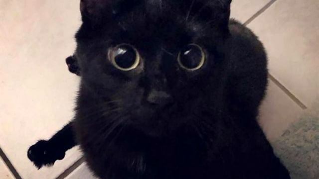 Особенный котенок с кривыми лапками пищал на всю улицу, он ещё не знал какой сюрприз его ждёт смотреть онлайн