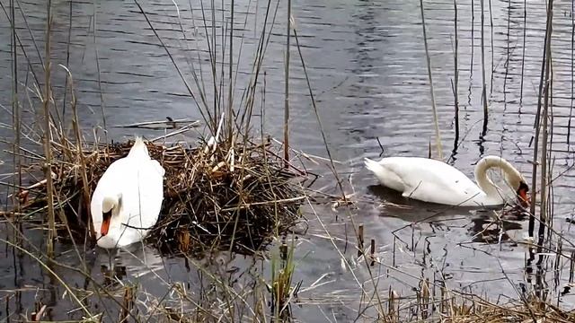 24.04.2017 - Gulbju ligzda - Лебединое гнездо - Swans nest v.2.0 Pt.2 смотреть онлайн