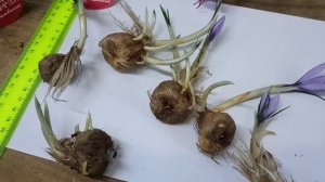 что нужно знать для выращивания шафрана 1