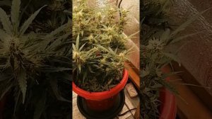 Сорт джелато от семяныча(бонусная). Этойирастихе 55 дней от каски.