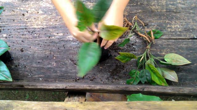 Propagating Aglaonema Red Vein смотреть онлайн