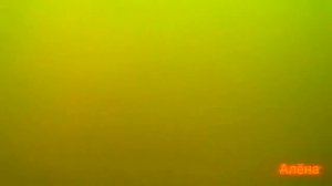 туда сюда Красная Плесень