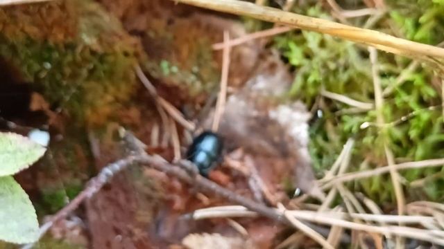 Навозник лесной - маленький житель Осинской лесной дачи. смотреть онлайн