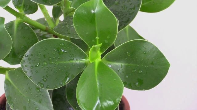 Clusia Major - Balsamapfel, Autograph Tree