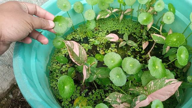 Syngonium Pink Splash Tanam Di Ember Isi Air