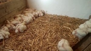 День 15, выращивание бройлеров, разведение бройлеров, цыплята бройлеры