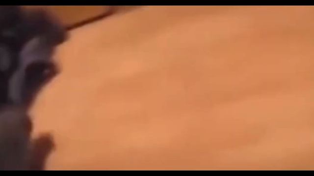 Кот беспредельщик смотреть онлайн