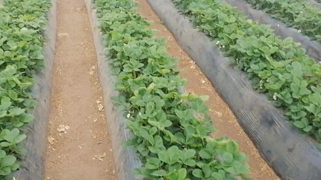 Обзор клубники в теплицах Клери и Альба смотреть онлайн