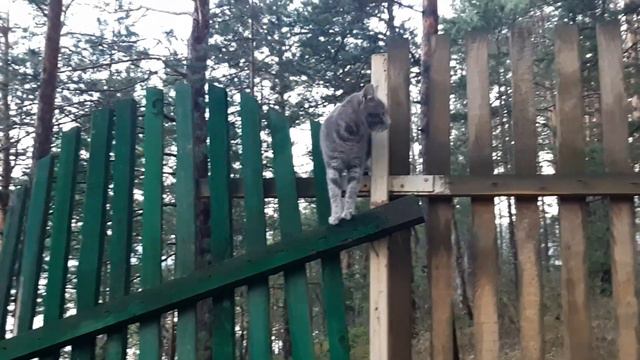 Кот и забор смотреть онлайн