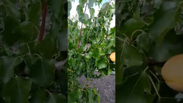 абрикос "Шалах" смотреть онлайн