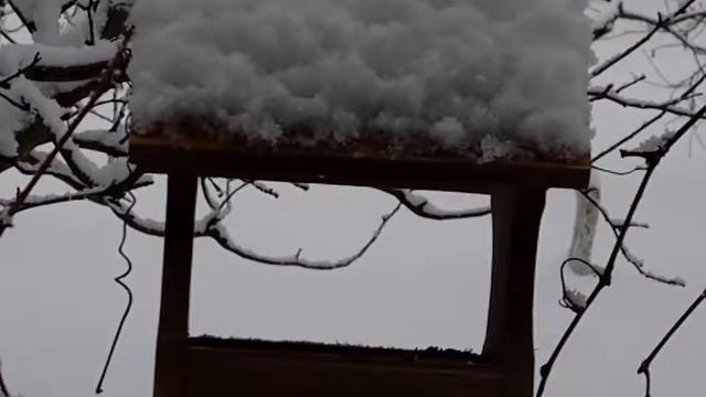 Наблюдение за кормушкой - снег, зима, релакс. Feeding trough monitoring - snow, winter, relax. смотреть онлайн