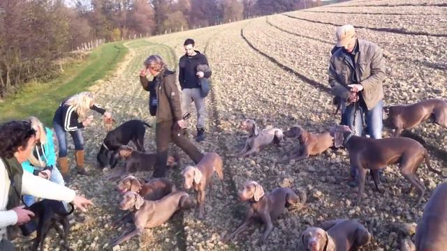 101 Weimaraner Hunde Dogs kurzhaar short-haired, langhaar long hair, blaue blue Weimaraner смотреть онлайн