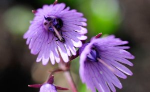 «Сольданелла» РЕЛАКС ТЕРАПИЯ ИМПРОВИЗАЦИЯ композитор Виктор Анохин #piano #instrumentalmusic #цветы