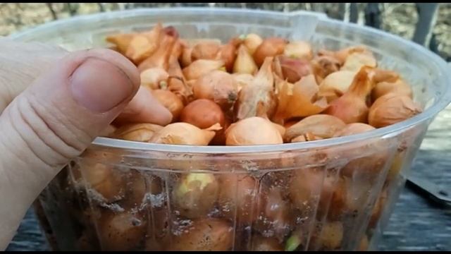 как сажать лук севок смотреть онлайн