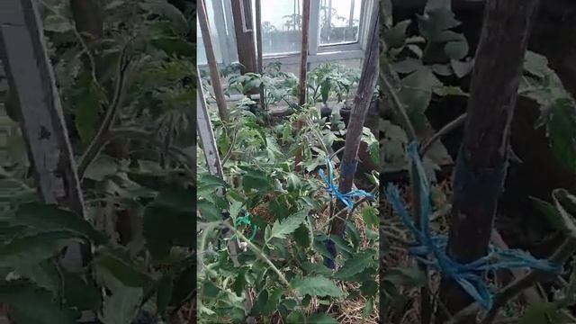 Томат Сержант Пеппер вяжет первые плодики. Томат достойный внимания! смотреть онлайн