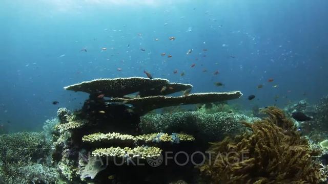 Plate Coral смотреть онлайн