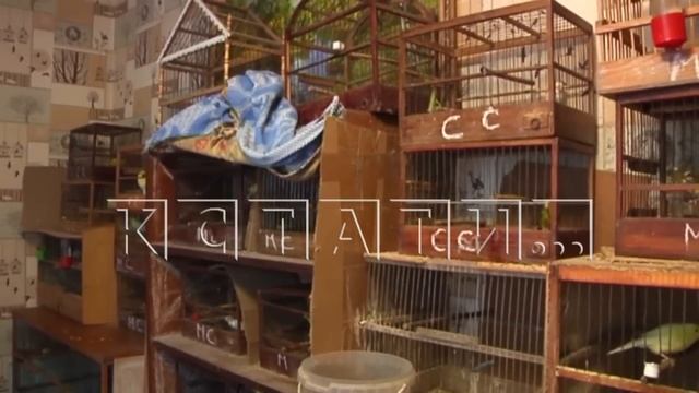 Целую комнату для сотни пернатых любимцев выделил житель Павлова