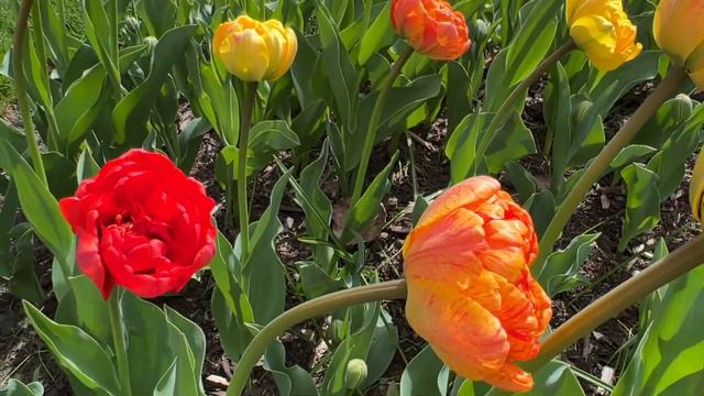 #ทิวลิป #Tulips #Yellow Pomponette #Sun Lover #Uncle Tom