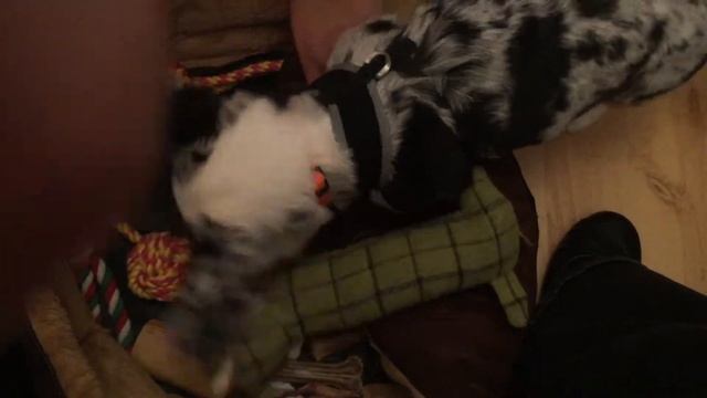 Merla the blue merle cardigan corgi puppy hiding all the treats смотреть онлайн