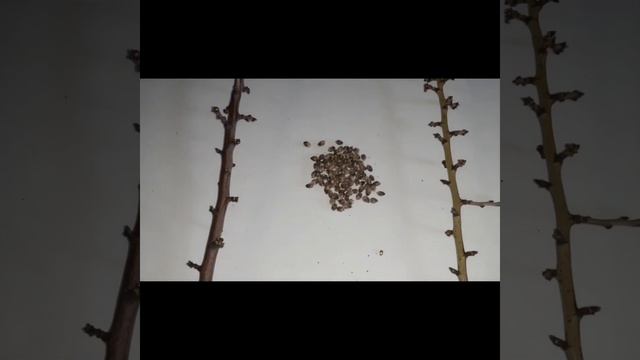 Состояние почек миндаля сорта Никитский 22 40 на 25.02.2023 года после мороза - 6 С 23 февраля