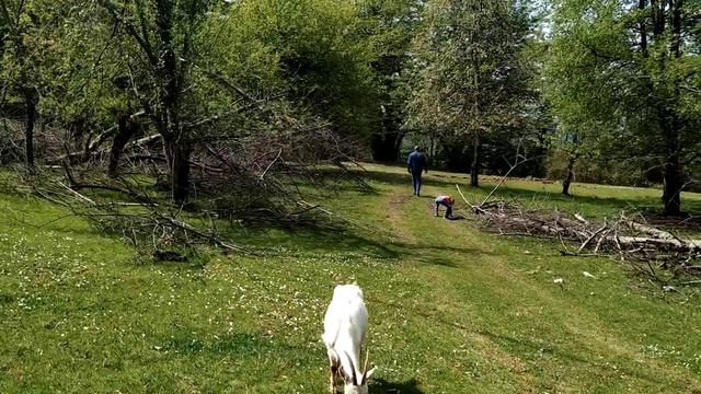 Показ участка с животными. Можно купить, недорого. смотреть онлайн
