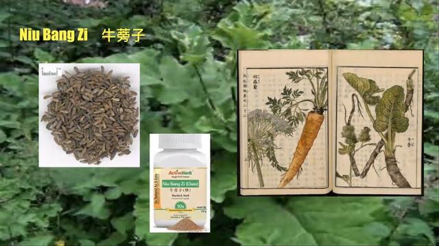 Herb of the Week: Burdock смотреть онлайн
