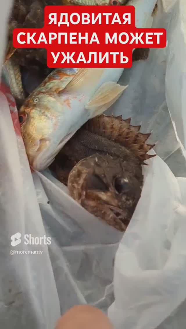 Её можно есть, но может ужалить шипом - это скорпена #shorts #reels #fishing #рыбалка