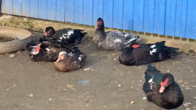 Вот так они выглядят!!😁ну для тех кто не знает! смотреть онлайн