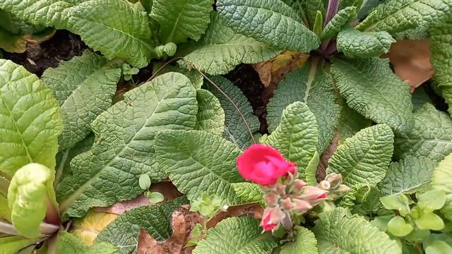 Primrose/ primula flowering 💐 plant 🪴 care смотреть онлайн