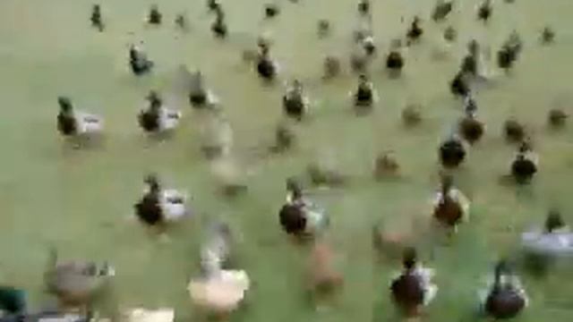 Утята :D смотреть онлайн