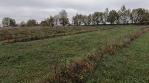 Результат удобрения голубики // Florovit для голубики