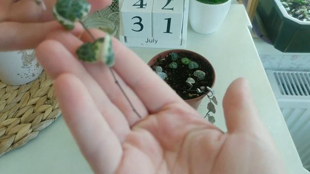 Размножение Церопегии Вуды с помощью черенкования и листиков #суккуленты #succulents смотреть онлайн