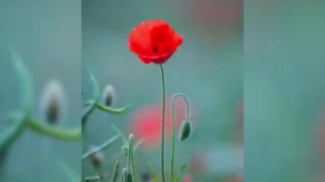 Танго волшебной ночи. смотреть онлайн