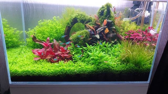 Аквариум 60x36x36, tropica aqua soil. смотреть онлайн
