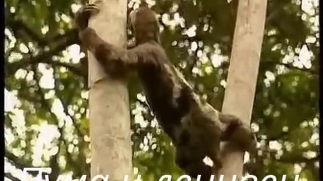 Пума и ленивец. смотреть онлайн