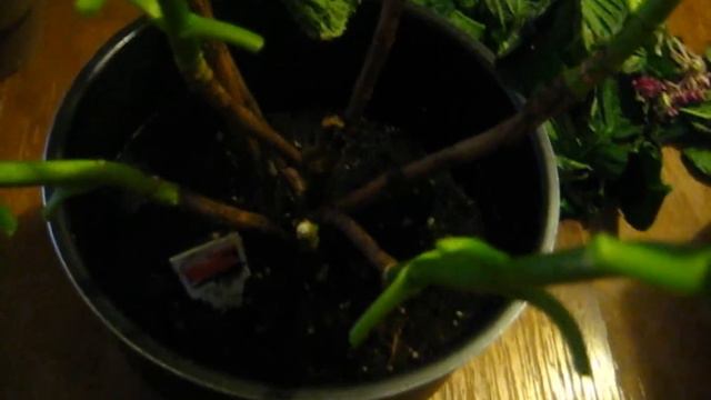 Hydrangea смотреть онлайн