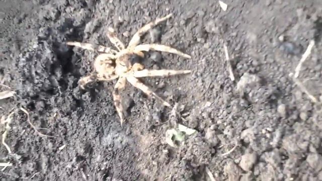 Как я с моим младшим братом вывели паука из его норы смотреть онлайн