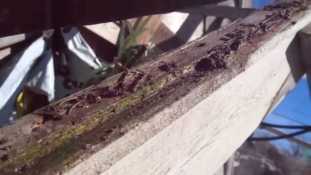 Конструкция теплицы, стекло, причины ремонта 04.05.2015. 1 смотреть онлайн