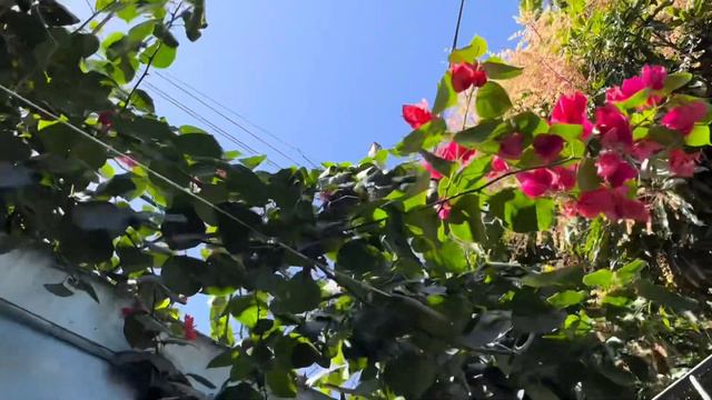 Minha Bougainville cresceu muito e entrou em casa смотреть онлайн