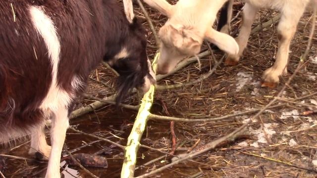 Веточный корм козам смотреть онлайн