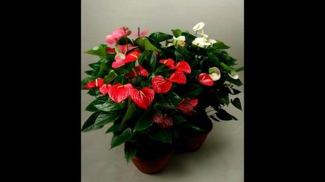 Антуриум - приметы и суеверия смотреть онлайн