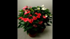 Антуриум - приметы и суеверия