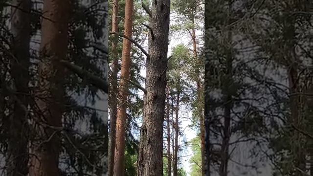 Подосиновец.Роща. смотреть онлайн