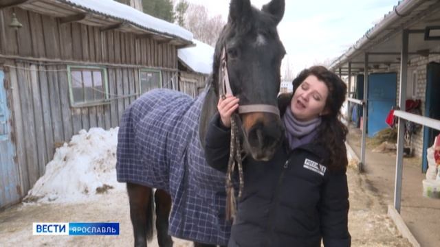 По человеческим меркам ему уже за сотню: в Ярославле живет уникальный конь смотреть онлайн