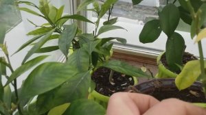 Лимоны и апельсины, выращивание на балконе.Хлороз листьев.