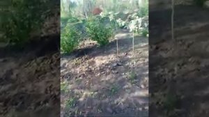 Колоновидная вишня. Редкие сорта плодовых. Цветение.