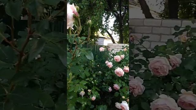 Троянда Абрахам Дербі смотреть онлайн