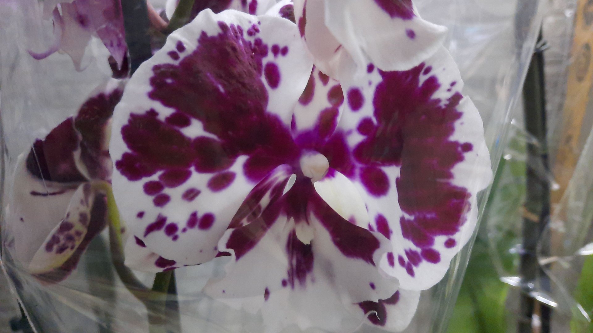 НОВЫЕ ОРХИДЕИ В ЛЕРУА _//03.06.24_// смотреть онлайн